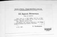 Septoria brissaceana image
